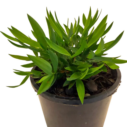 Baby Bamboo 'Ceylona' | Compact Indoor Bamboo Plant