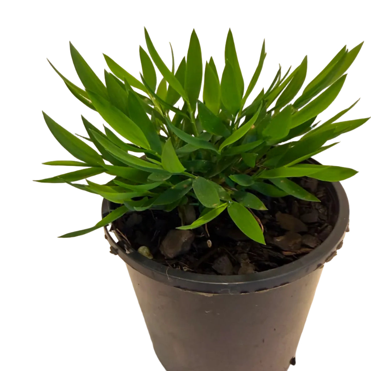 Baby Bamboo 'Ceylona' | Compact Indoor Bamboo Plant