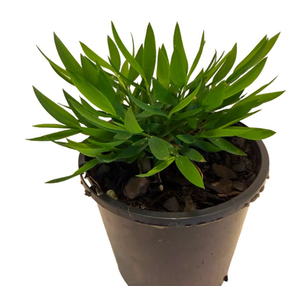 Baby Bamboo 'Ceylona' | Compact Indoor Bamboo Plant