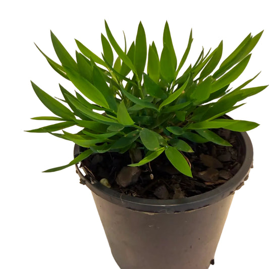 Baby Bamboo 'Ceylona' | Compact Indoor Bamboo Plant