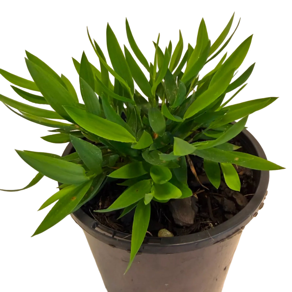 Baby Bamboo 'Ceylona' | Compact Indoor Bamboo Plant