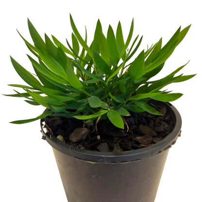 Baby Bamboo 'Ceylona' | Compact Indoor Bamboo Plant