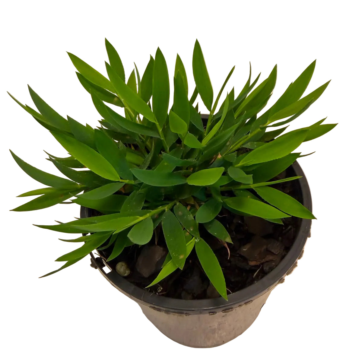 Baby Bamboo 'Ceylona' | Compact Indoor Bamboo Plant