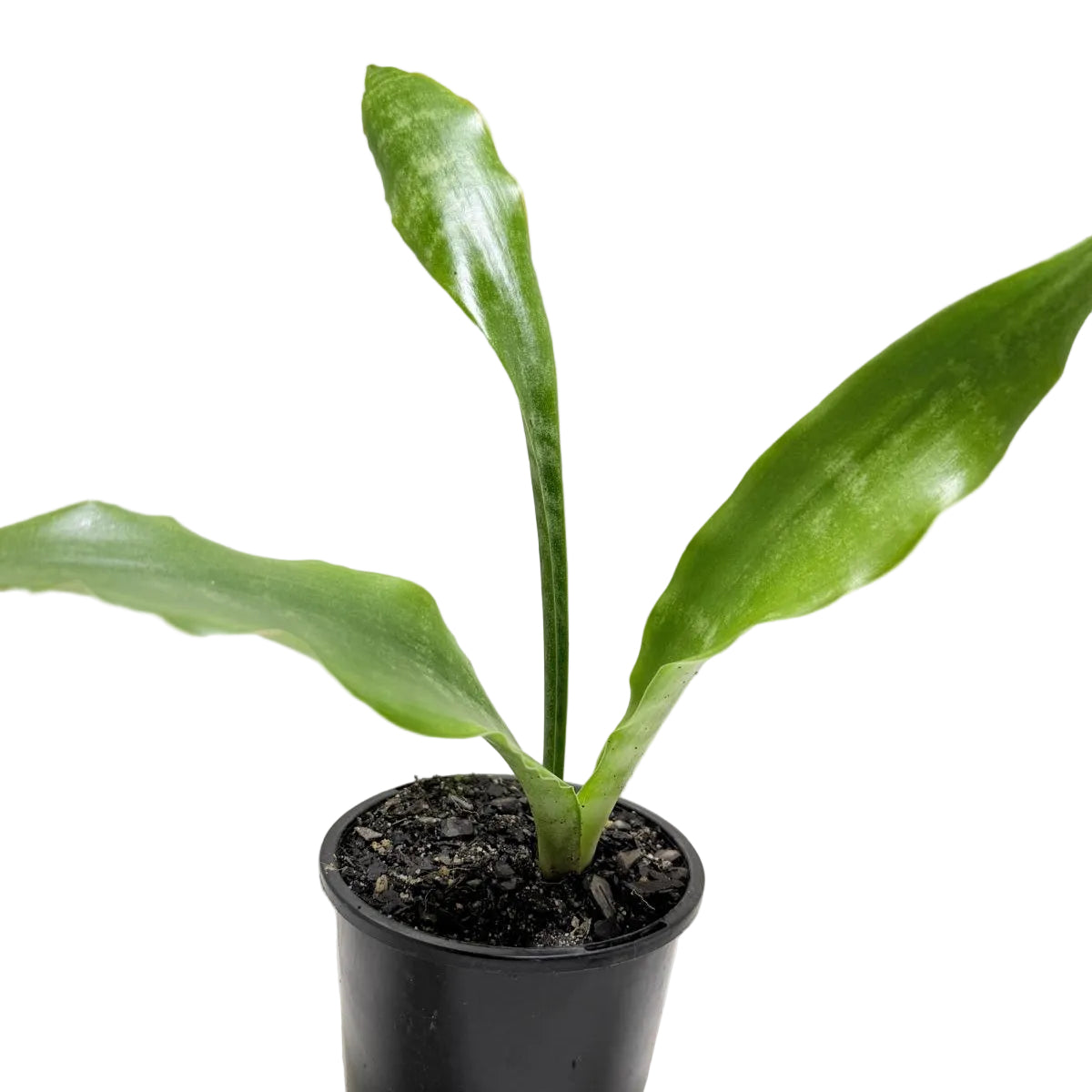 Sansevieria Zeylanica (Snake Plant) | Easy Care Indoor Plant|100mm