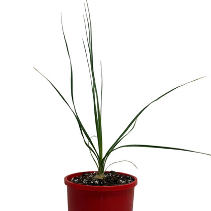 Beaucarnea Gracilis | Rare Ponytail Palm Australia