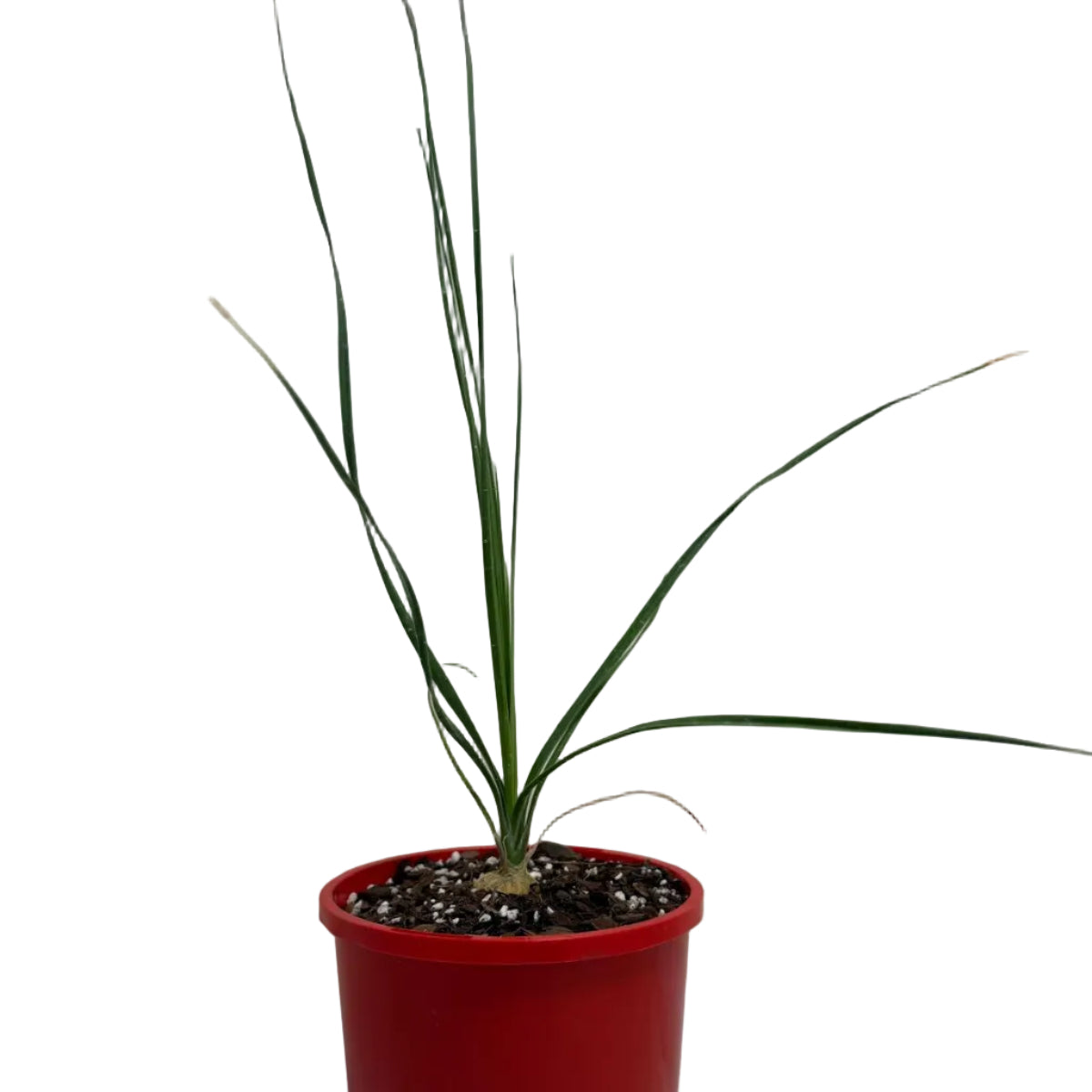 Beaucarnea Gracilis | Rare Ponytail Palm Australia