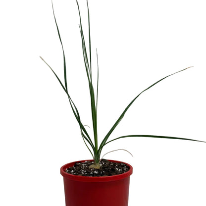 Beaucarnea Gracilis | Rare Ponytail Palm Australia