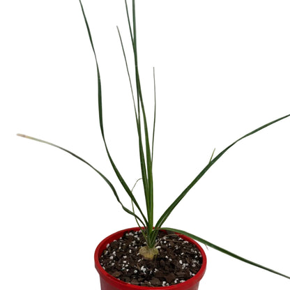 Beaucarnea Gracilis | Rare Ponytail Palm Australia