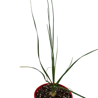 Beaucarnea Gracilis | Rare Ponytail Palm Australia