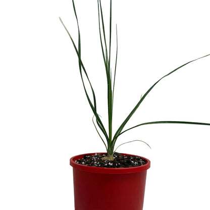 Beaucarnea Gracilis | Rare Ponytail Palm Australia