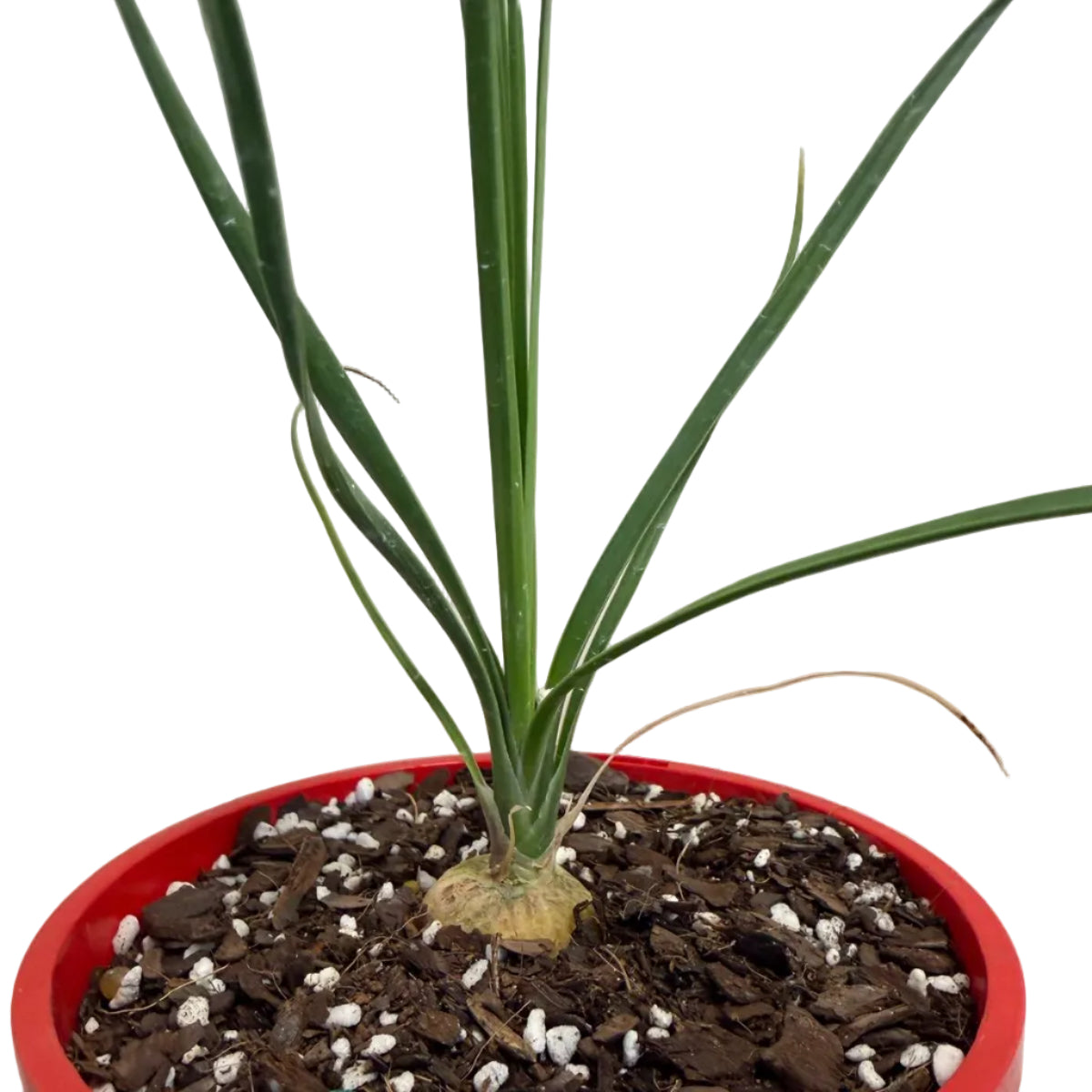 Beaucarnea Gracilis | Rare Ponytail Palm Australia