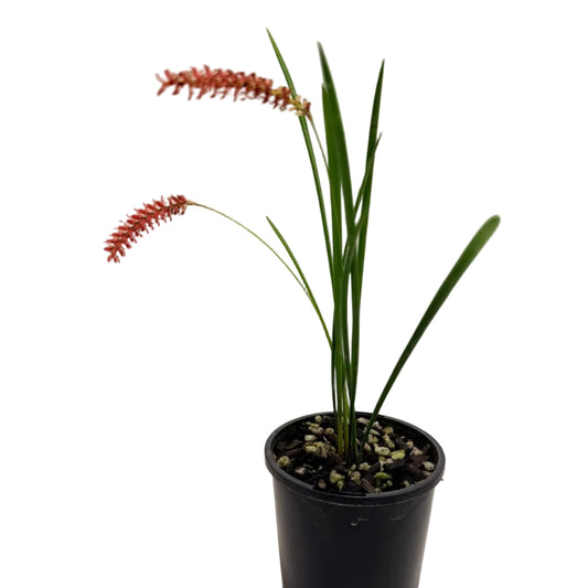 Dendrochilum Wenzelii 'Red' | Orchid Plant