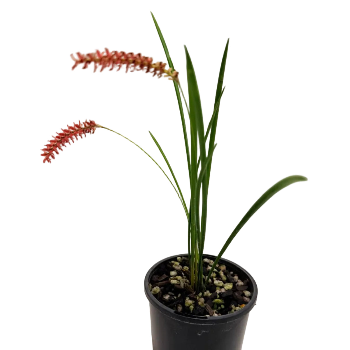 Dendrochilum Wenzelii 'Red' | Orchid Plant