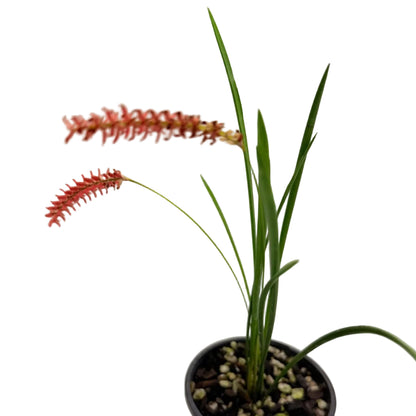 Dendrochilum Wenzelii 'Red' | Orchid Plant