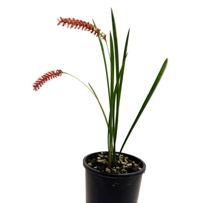 Dendrochilum Wenzelii 'Red' | Orchid Plant