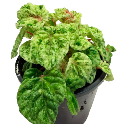Peperomia 'camouflage' | Decorative Foliage Plant