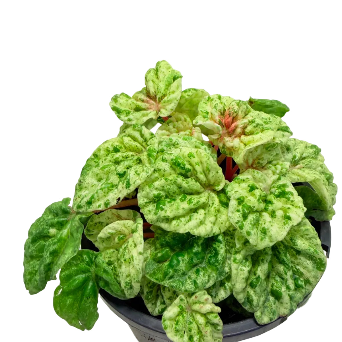 Peperomia 'camouflage' | Decorative Foliage Plant