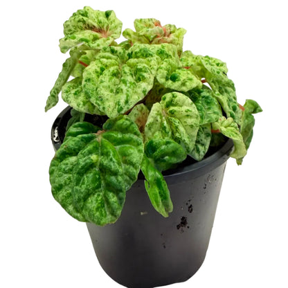 Peperomia 'camouflage' | Decorative Foliage Plant