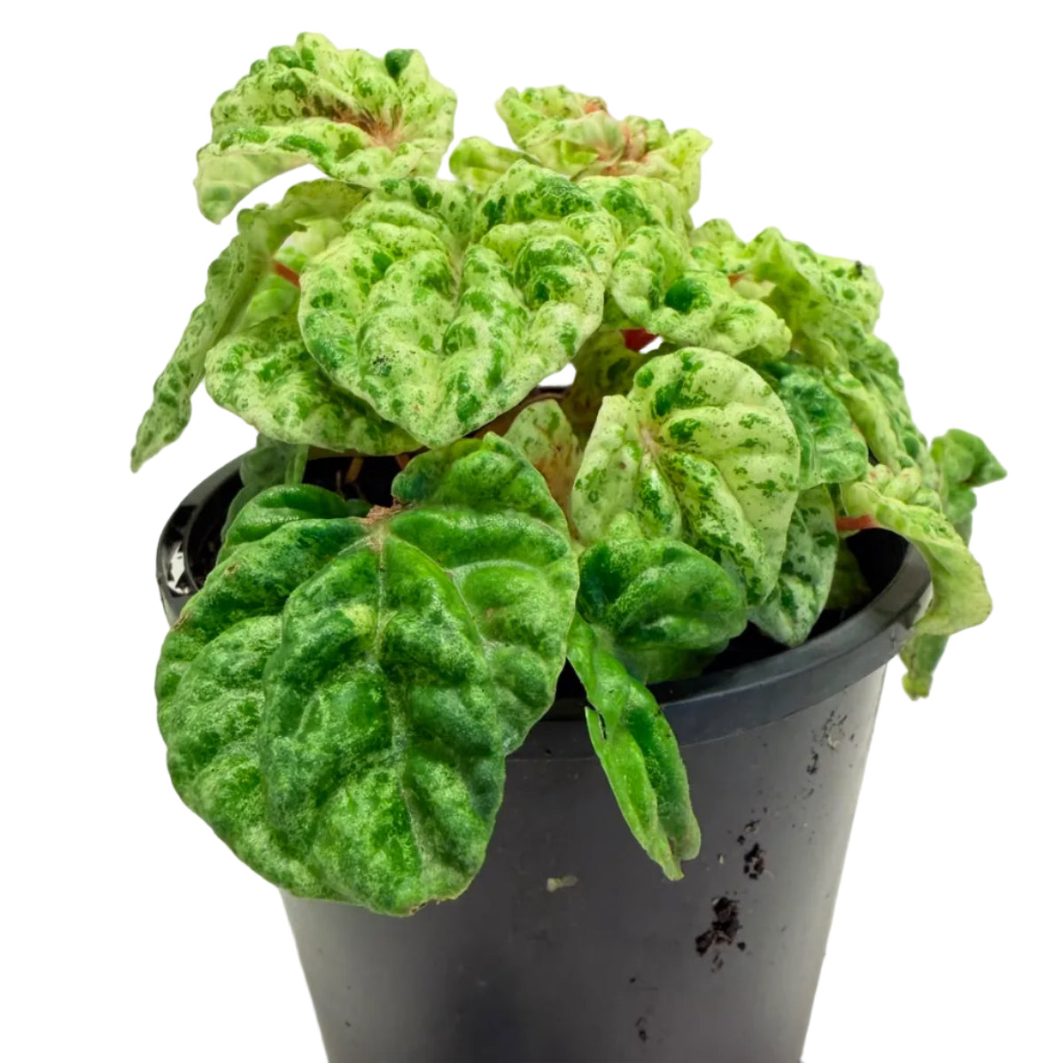 Peperomia 'camouflage' | Decorative Foliage Plant
