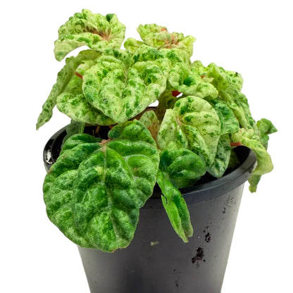 Peperomia 'camouflage' | Decorative Foliage Plant