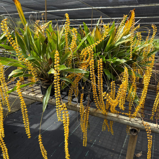 Dendrochilum javierense Yellow | Orchid Plant