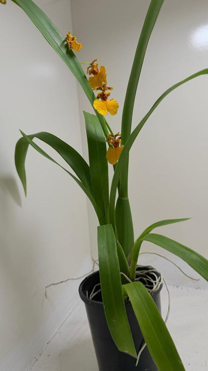 Oncidium Sweet sugar 'lemon Drop' | Orchid Plant