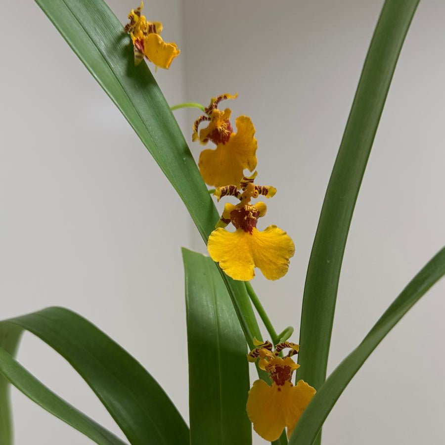Oncidium Sweet sugar 'lemon Drop' | Orchid Plant
