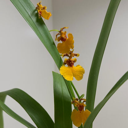 Oncidium Sweet sugar 'lemon Drop' | Orchid Plant