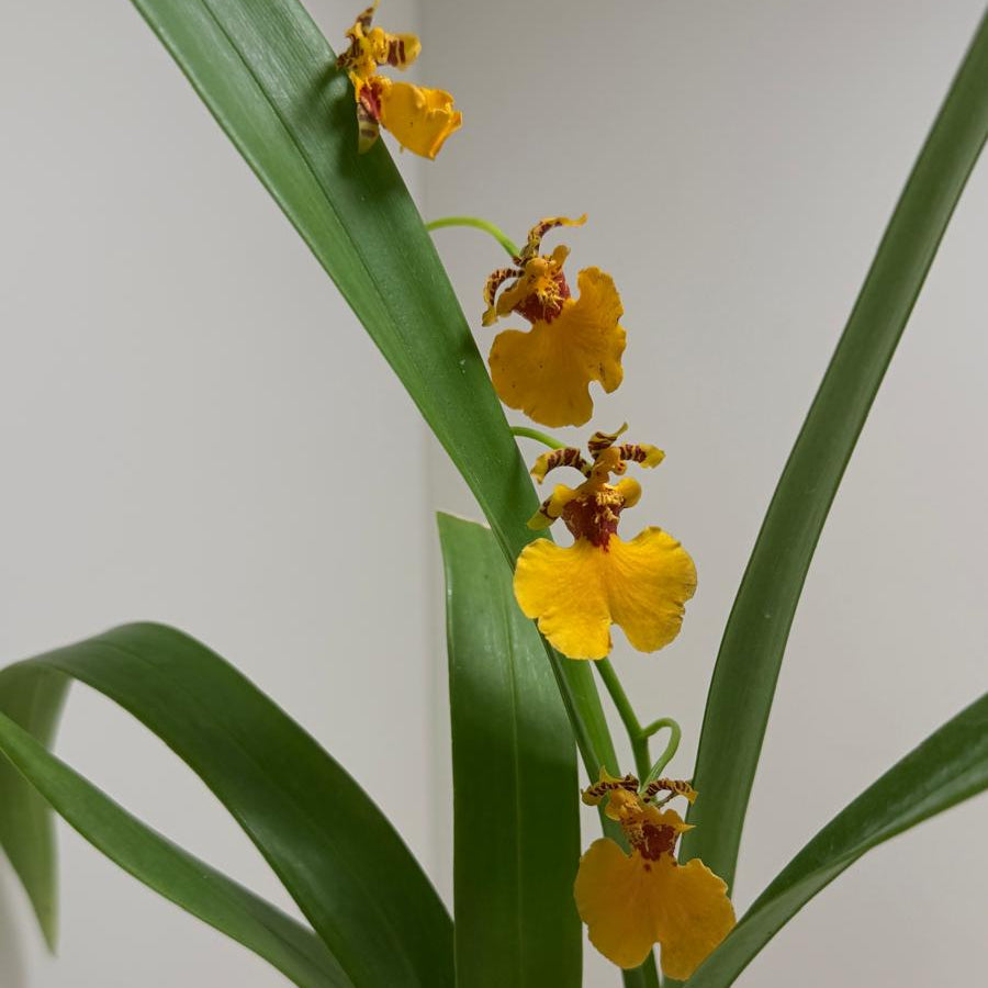 Oncidium Sweet sugar 'lemon Drop' | Orchid Plant