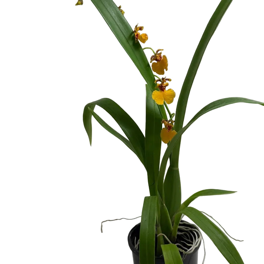 Oncidium Sweet sugar 'lemon Drop' | Orchid Plant