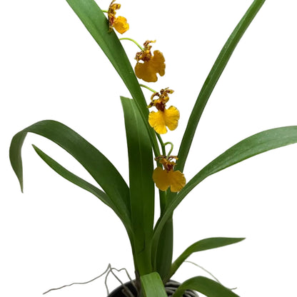 Oncidium Sweet sugar 'lemon Drop' | Orchid Plant