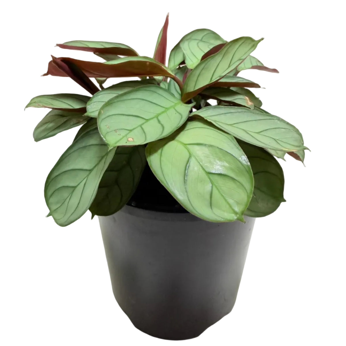 Ctenanthe 'Amagris' |Decorative Foliage Plant