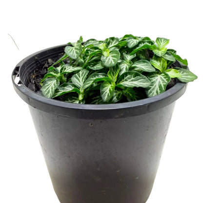 Fittonia tiger | Stylish Indoor Plant