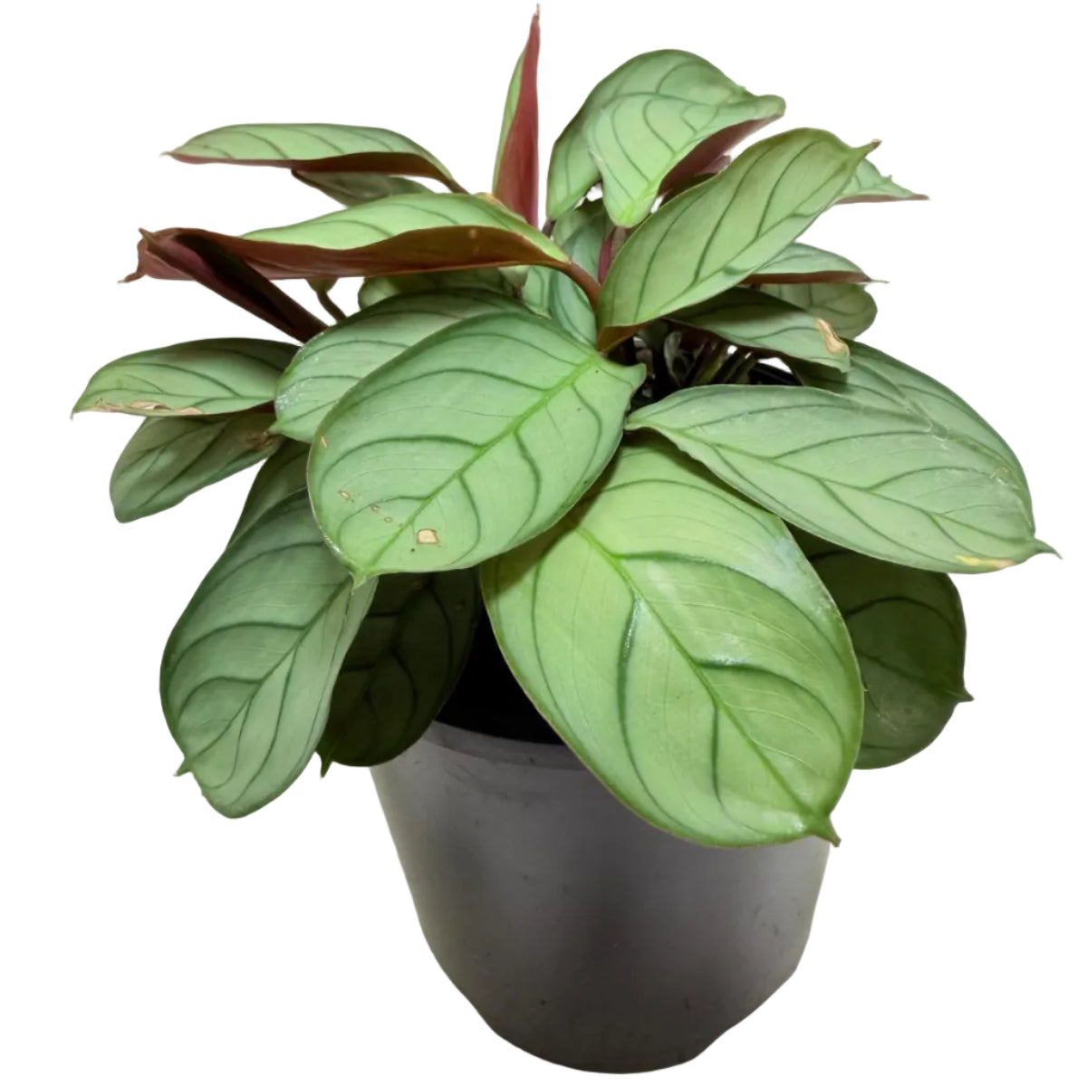 Ctenanthe 'Amagris' |Decorative Foliage Plant