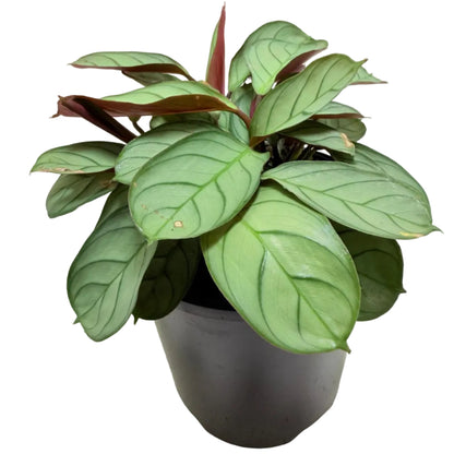 Ctenanthe 'Amagris' |Decorative Foliage Plant