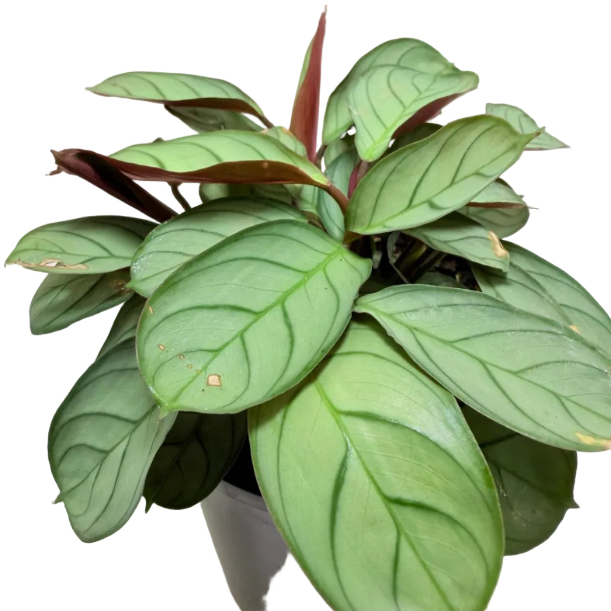Ctenanthe 'Amagris' |Decorative Foliage Plant