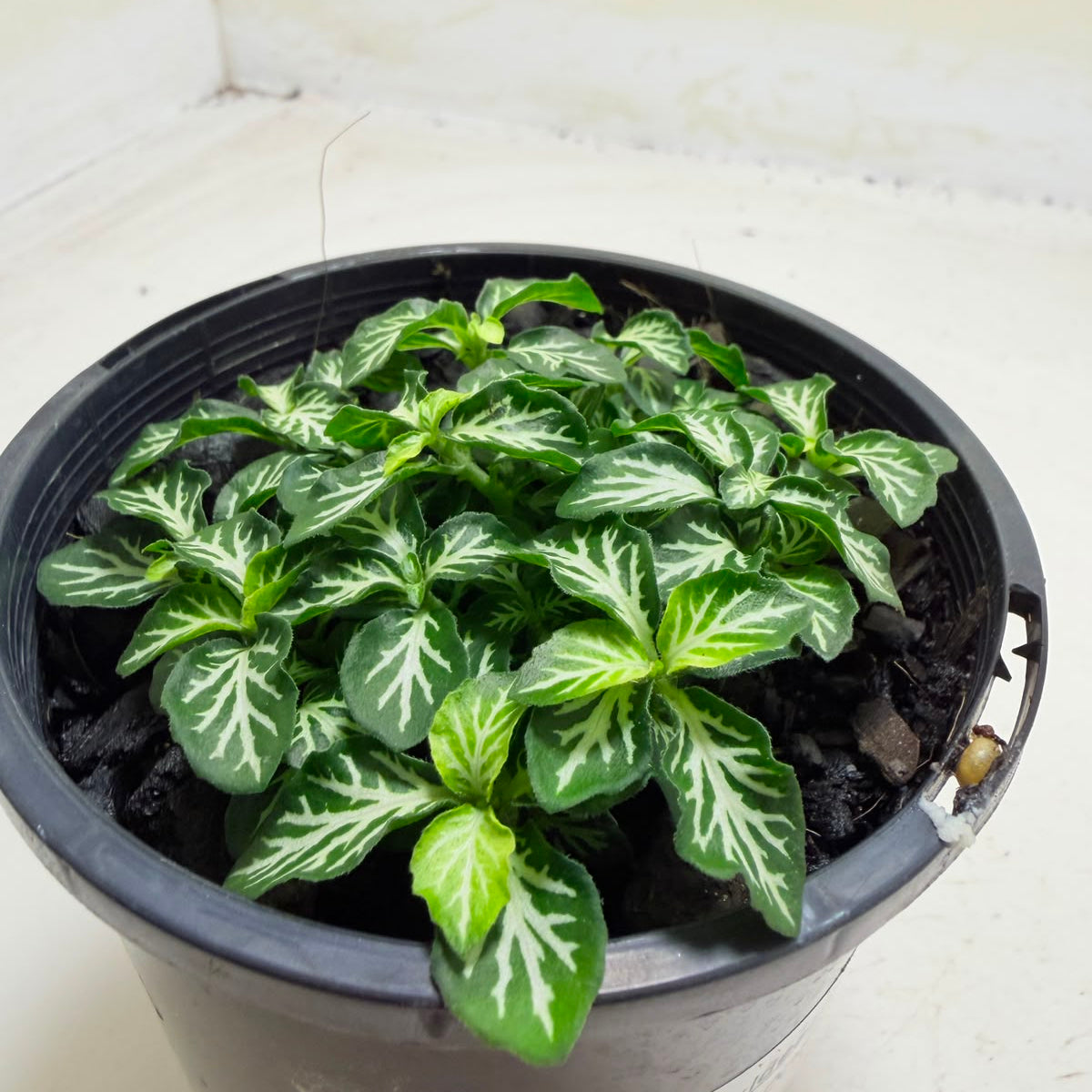 Fittonia tiger | Stylish Indoor Plant