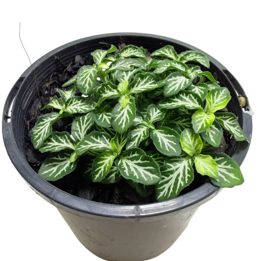 Fittonia tiger | Stylish Indoor Plant