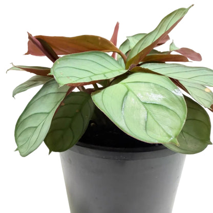 Ctenanthe 'Amagris' |Decorative Foliage Plant