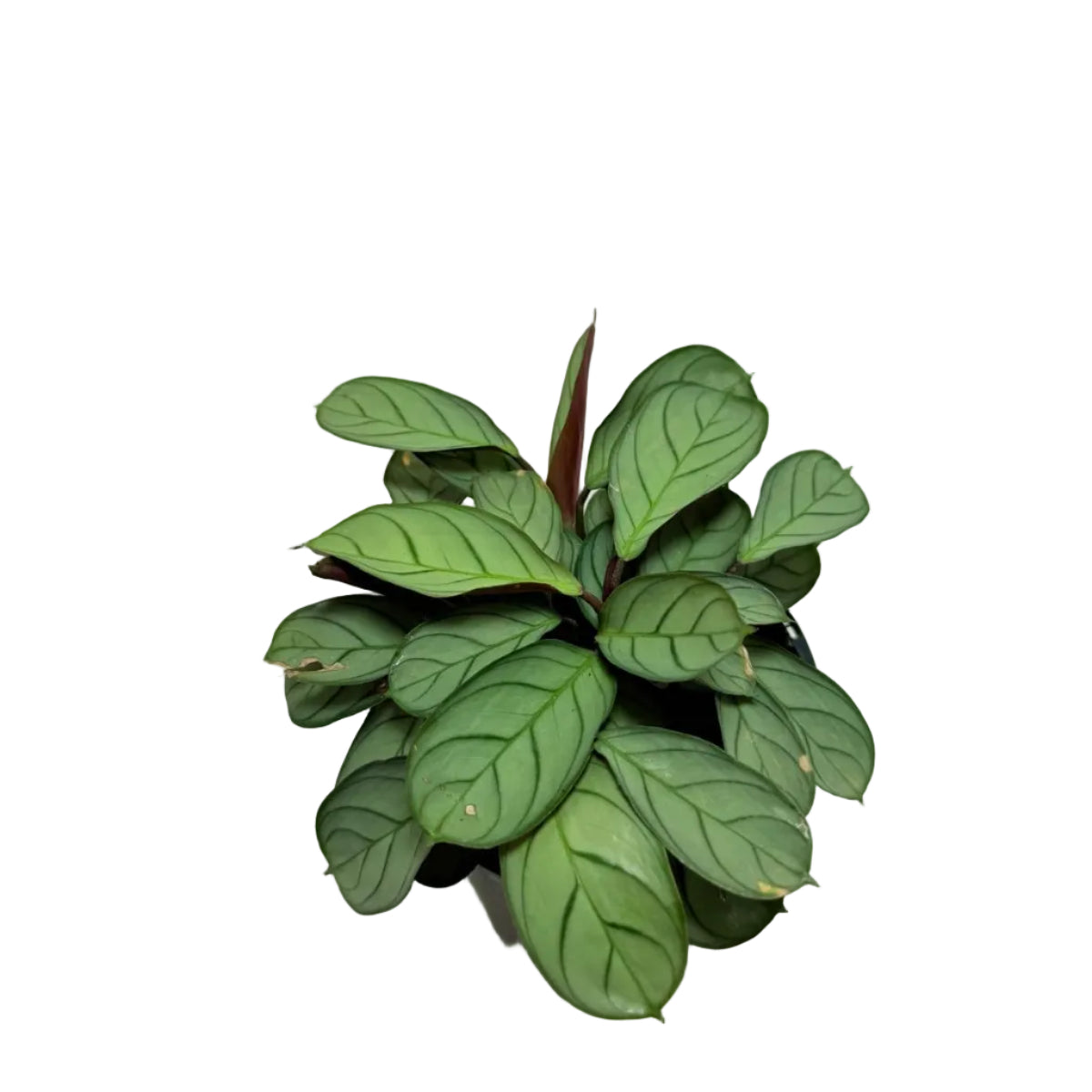 Ctenanthe 'Amagris' |Decorative Foliage Plant
