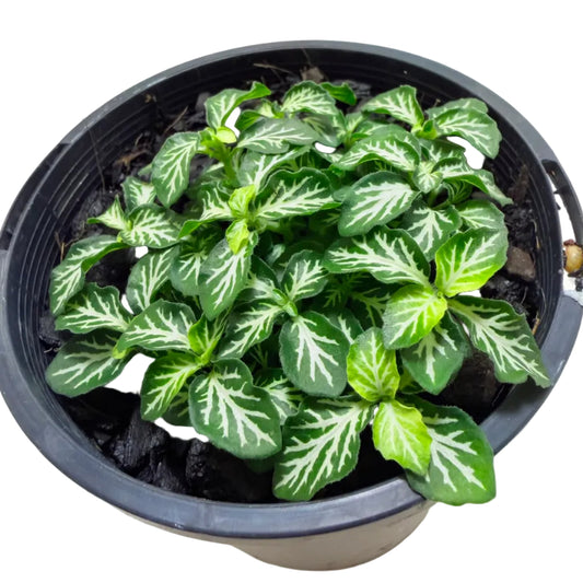 Fittonia tiger | Stylish Indoor Plant
