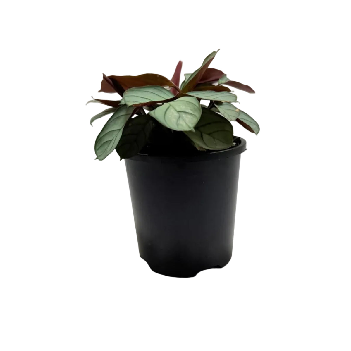 Ctenanthe 'Amagris' |Decorative Foliage Plant