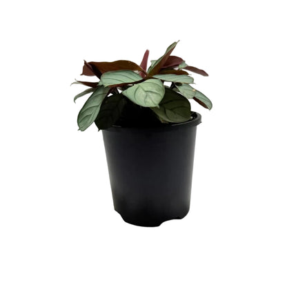 Ctenanthe 'Amagris' |Decorative Foliage Plant