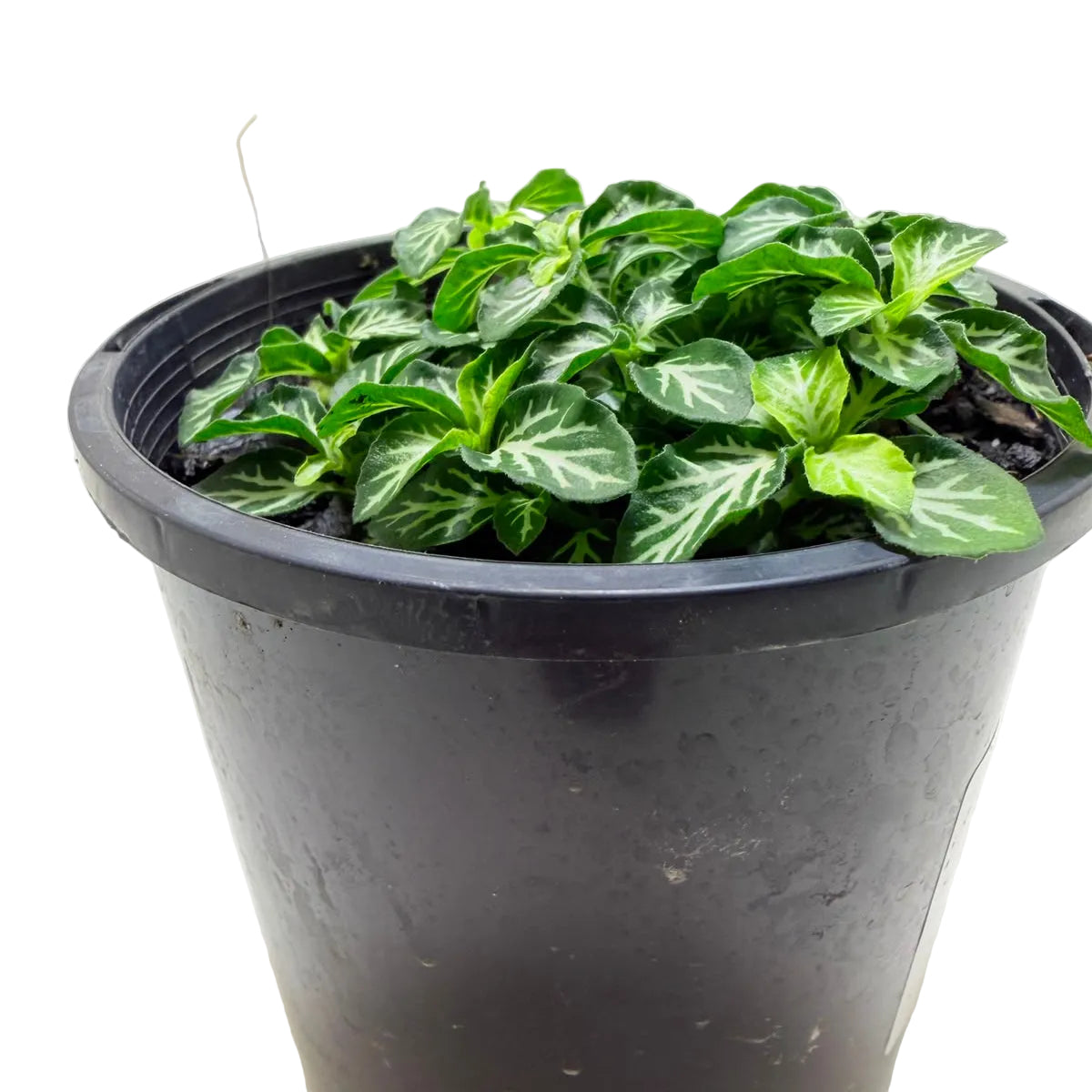Fittonia tiger | Stylish Indoor Plant