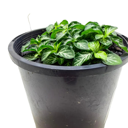 Fittonia tiger | Stylish Indoor Plant