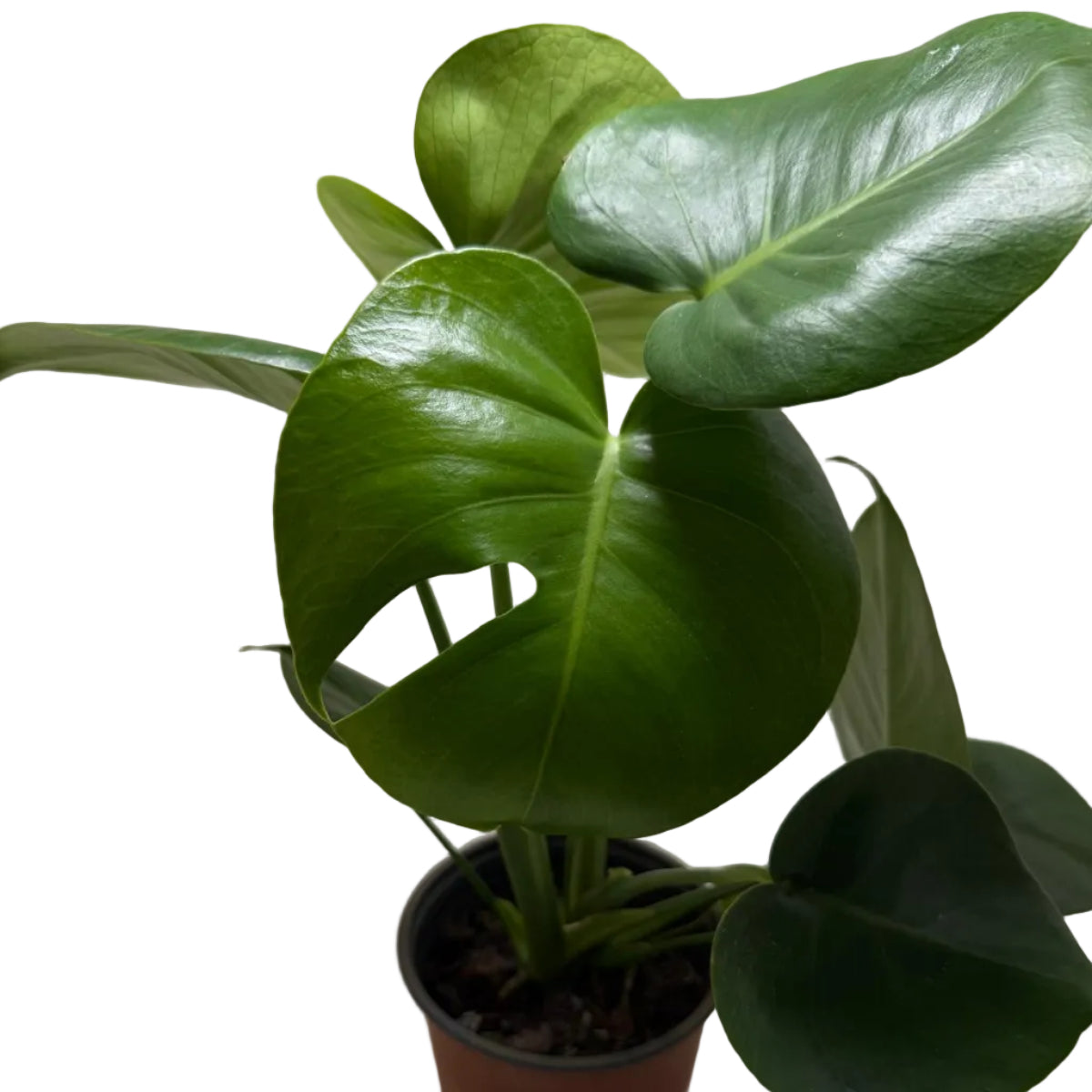 Monstera deliciosa – Tropical Indoor Plant