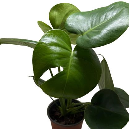 Monstera deliciosa – Tropical Indoor Plant
