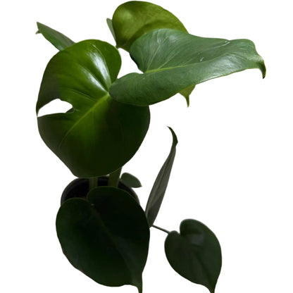 Monstera deliciosa – Tropical Indoor Plant