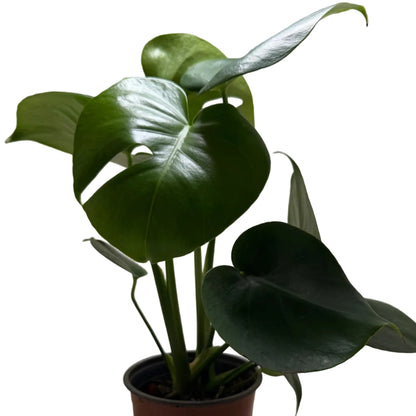 Monstera deliciosa – Tropical Indoor Plant
