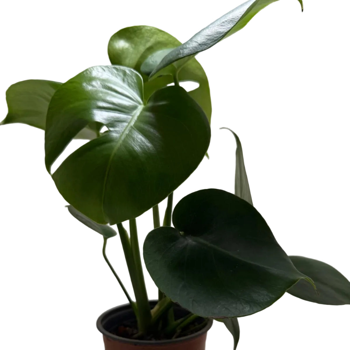 Monstera deliciosa – Tropical Indoor Plant
